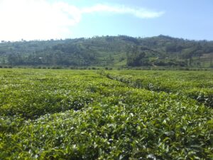 Tea plantation Mulindi