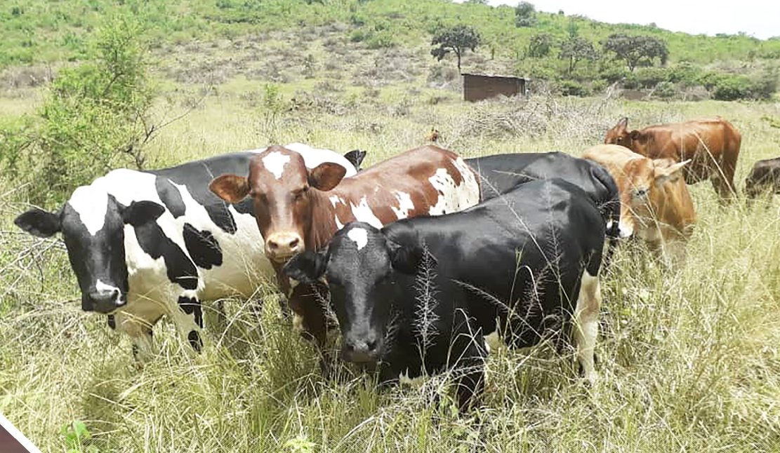 Benshi mu rubyiruko ruri mu bworozi bize amashuri abanza gusa. Dore uko ...